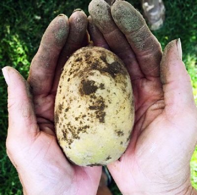 Savoursmiths - potatis